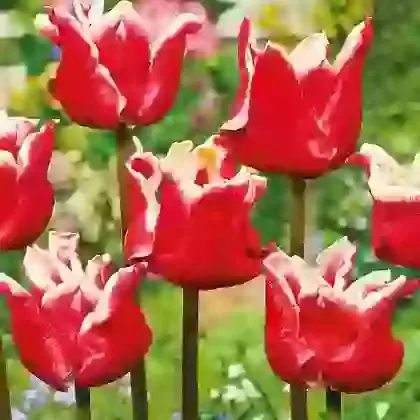 Elegant Crown